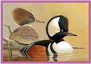 Hooded Merganser - Entry #17 Federal Duck Stamp Contest 2004