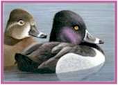 Ring-necked Duck - Entry #44 Federal Duck Stamp Contest 2004
