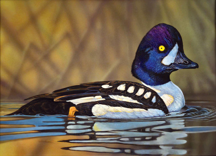 #1 - Barrow's goldeneye