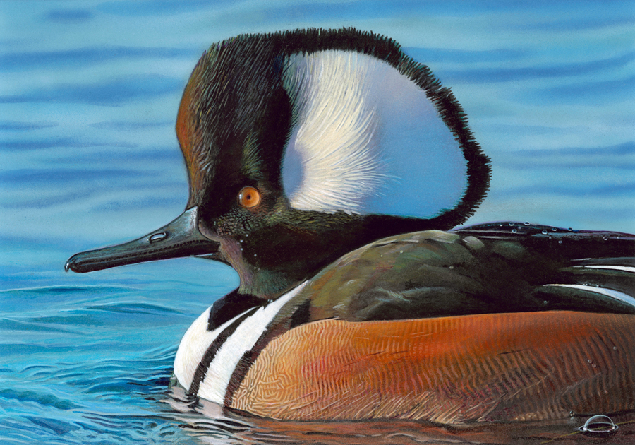#10 - Hooded Merganser