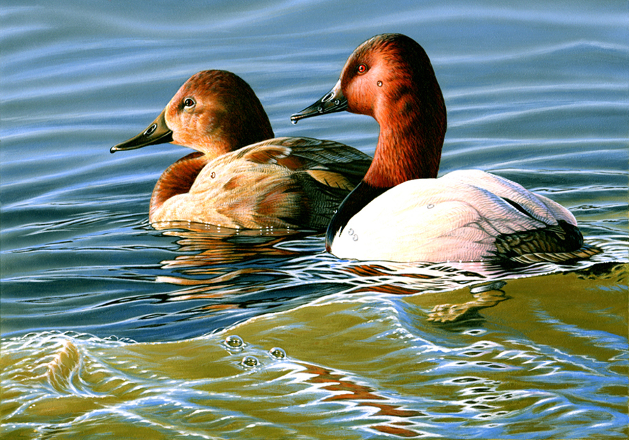 #11 - Canvasback