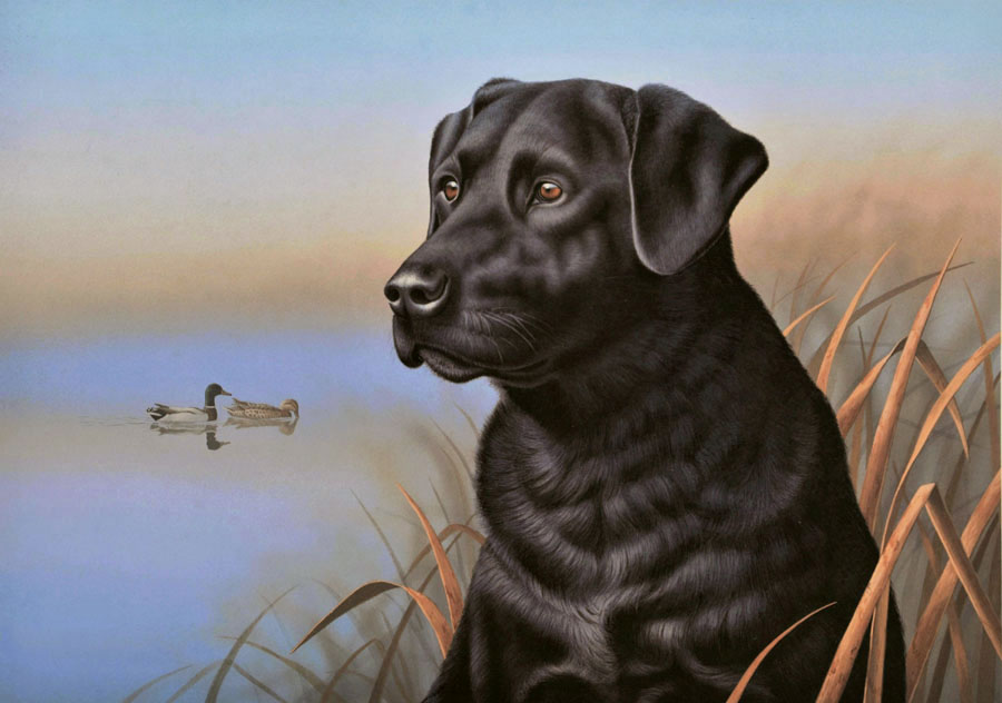 #13 - Black Lab