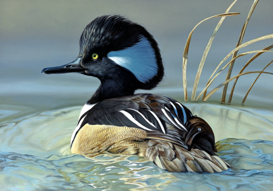 #2 - Hooded Merganser