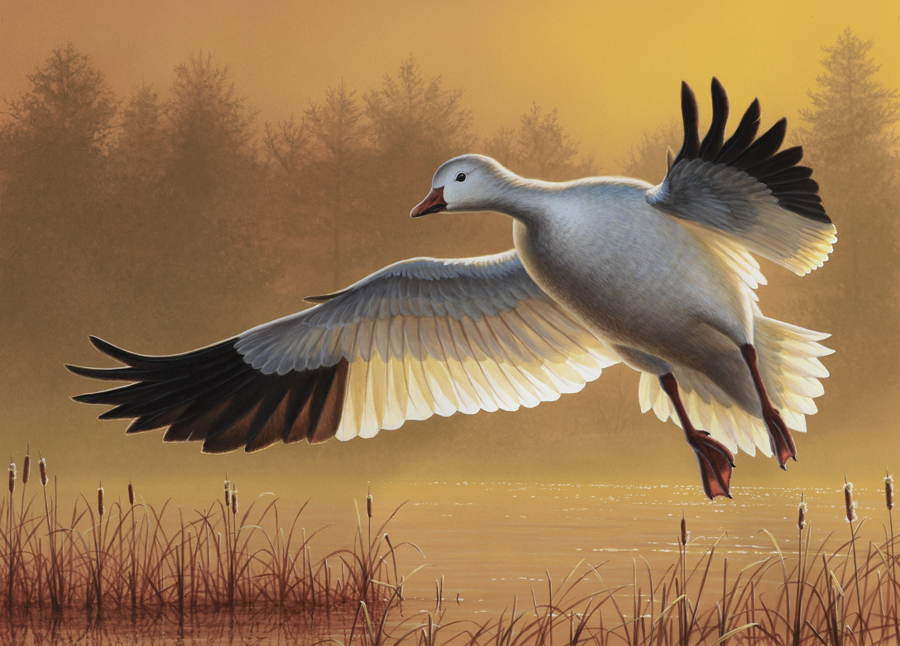 #3 - Snow goose
