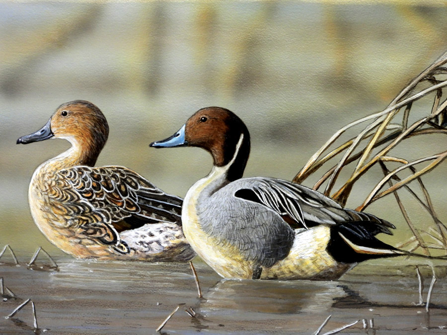#5 - Pintail