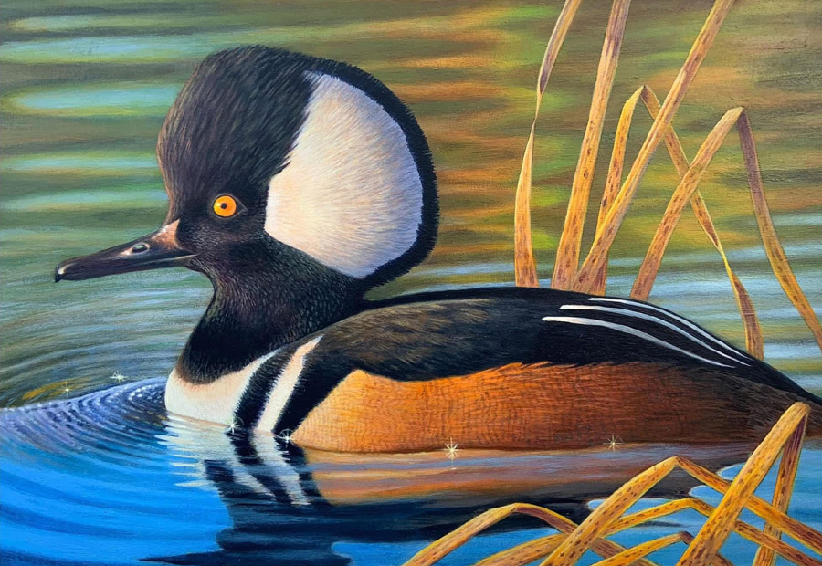 #6 - Hooded merganser