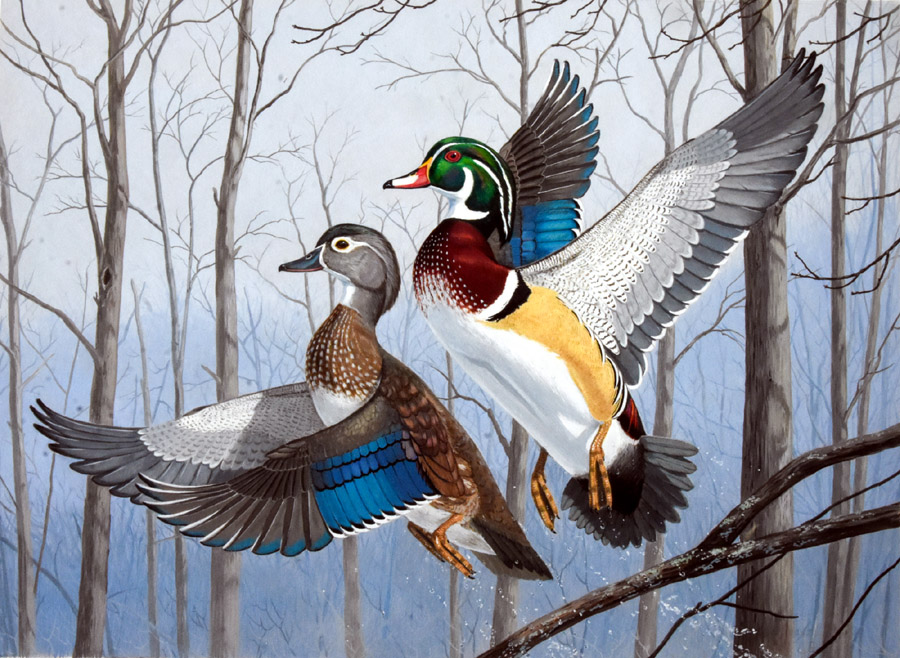 #7 - Wood duck