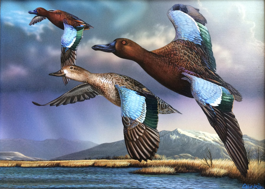 #8 - Cinnamon Teal