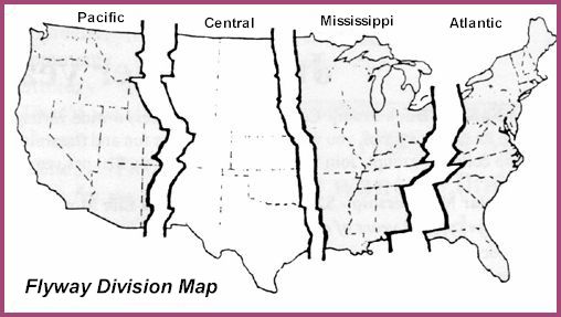 Flyway Division Map