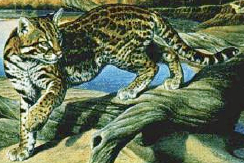 Ocelot