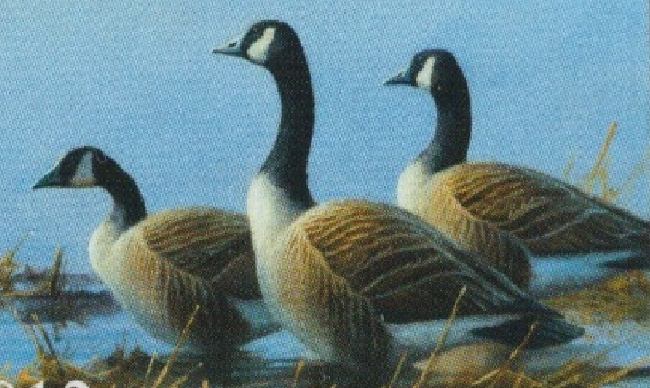 Canada geese